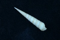 藏品(蒼白筍螺 )的圖片